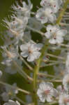 Osceola's plume <BR>Death camas <BR>Crow poison